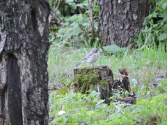Motacilla alba