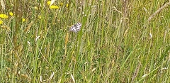Melanargia galathea