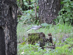 Motacilla alba