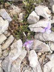 Viola striis-notata