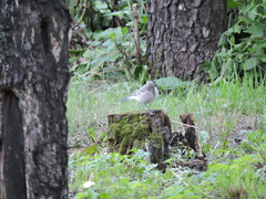 Motacilla alba