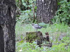 Motacilla alba