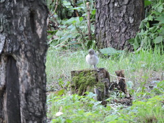 Motacilla alba
