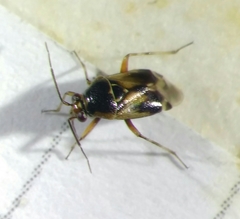 Deraeocoris serenus