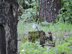Motacilla alba