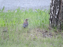 Turdus pilaris