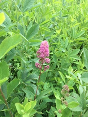 Spiraea splendens splendens