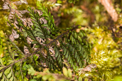 Adenophorus tamariscinus