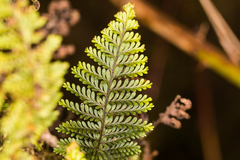 Adenophorus tamariscinus