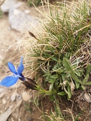 Gentiana verna