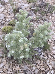 Cryptantha crassisepala