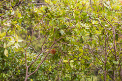 Metrosideros tremuloides