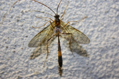 Stauropoctonus bombycivorus