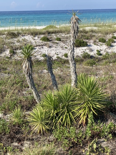 Yucca aloifolia