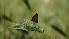 Satyrium ilicis