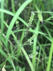 Verbena montevidensis