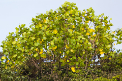 Cheirodendron platyphyllum