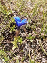 Gentiana verna