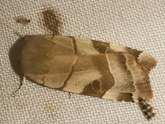 Noctua fimbriata