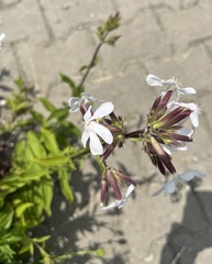 Saponaria officinalis