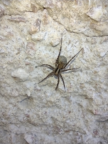 Vučji pauci (Lycosidae)