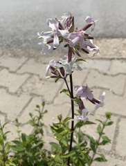 Saponaria officinalis