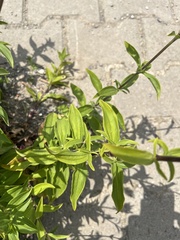 Saponaria officinalis