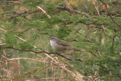 Rhynchospiza strigiceps