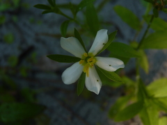Sabatia calycina