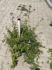 Saponaria officinalis