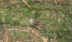 Rhynchospiza strigiceps