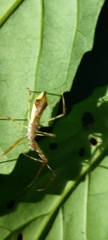 Epidaus sexspinus