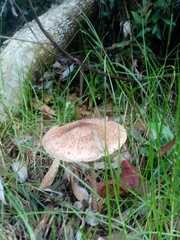Macrolepiota colombiana