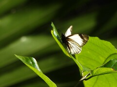 Heliopetes ochroleuca