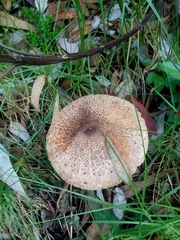 Macrolepiota colombiana