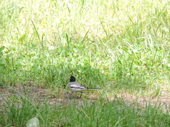 Motacilla alba personata