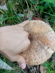 Macrolepiota colombiana