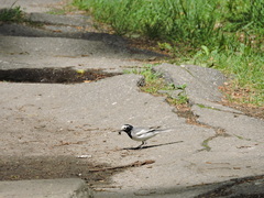 Motacilla alba personata