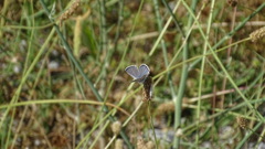 Pseudophilotes vicrama