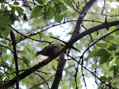 Fringilla coelebs