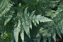 Dryopteris carthusiana