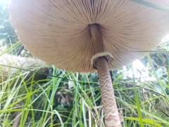 Macrolepiota colombiana