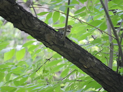 Fringilla coelebs