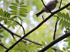 Fringilla coelebs