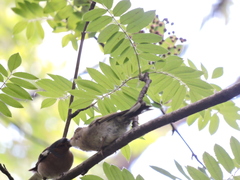Fringilla coelebs