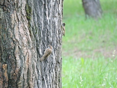 Passer montanus