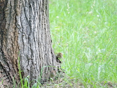 Passer montanus