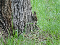 Passer montanus