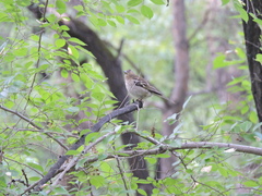 Fringilla coelebs