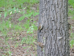 Passer montanus